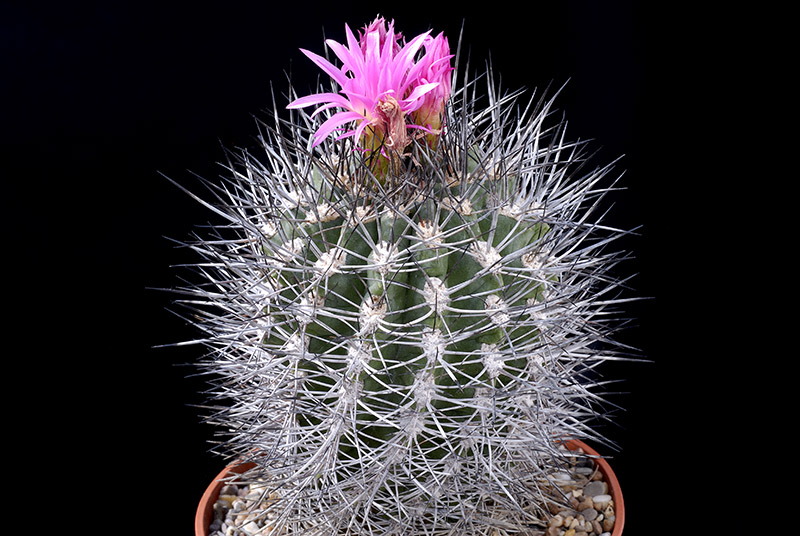 Neoporteria sp. D . 9 € 28.00.jpg